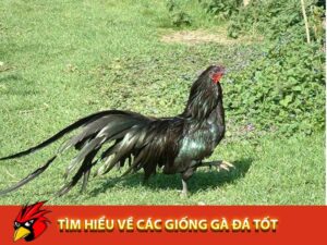 daga88-các giống gà chiến